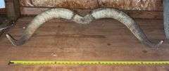 Texas Longhorn 41” Horns