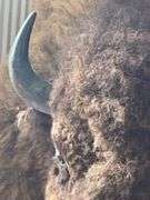 American Bison "Buffalo" Shoulder Mount