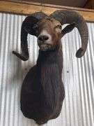 Mouflon Wild Sheep Shoulder Mount