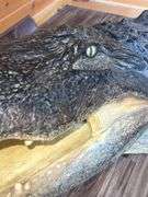 Floridian 11’ 9” long from tip to tip American Alligator