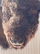 American Bison "Buffalo" Shoulder Mount
