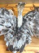 Texas Emu 4’ wide & 32” long Mount