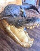 Floridian 11’ 9” long from tip to tip American Alligator