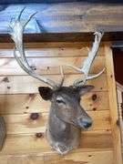 SCI Gold Chocolate Fallow Deer Shoulder Mount- 4’ long & rack is approx. 24” wide