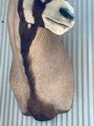 Gemsbok- South African Oryx Shoulder Mount
