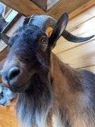 Catalina Goat Shoulder Mount- 32” long