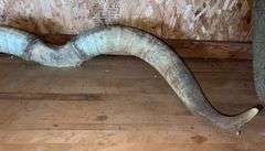 Texas Longhorn 41” Horns