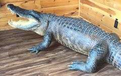 Floridian 11’ 9” long from tip to tip American Alligator
