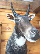 Exotic Asian Nilgai "Blue Bull" Shoulder Mount- 4’ long