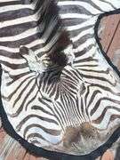 Zebra Rug (10’ nose to tail & 59” wide)