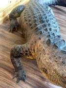 Floridian 11’ 9” long from tip to tip American Alligator