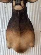 Banteng-Tembadau “Southeast Asia Wild Cattle” Shoulder Mount