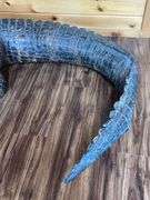 Floridian 11’ 9” long from tip to tip American Alligator