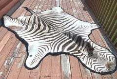 Zebra Rug (10’ nose to tail & 59” wide)