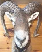 Corsican Sheep- 30” long