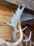 SCI Gold Chocolate Fallow Deer Shoulder Mount- 4’ long & rack is approx. 24” wide