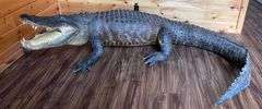 Floridian 11’ 9” long from tip to tip American Alligator