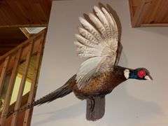Ring Necked "In Flight" Pheasant Mount