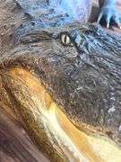 Floridian 11’ 9” long from tip to tip American Alligator