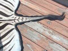 Zebra Rug (10’ nose to tail & 59” wide)