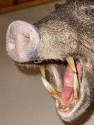 Collared Peccary "Skunk Pig" Shoulder Mount