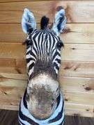 African Zebra Shoulder Mount- 44” long