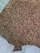 Bag of Oats Fresh from Combine
