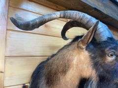 Catalina Goat Shoulder Mount- 32” long