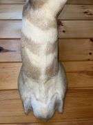 American Pronghorn Antelope Shoulder Mount- 38” long