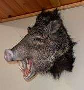 Collared Peccary "Skunk Pig" Shoulder Mount
