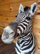 African Zebra Shoulder Mount- 44” long