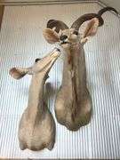 Exotic Male Kudo Shoulder Mount & Female Kudo Shoulder Mount