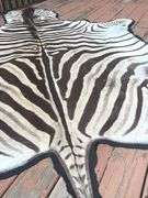 Zebra Rug (10’ nose to tail & 59” wide)