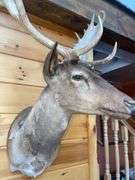 SCI Gold Chocolate Fallow Deer Shoulder Mount- 4’ long & rack is approx. 24” wide