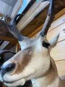American Pronghorn Antelope Shoulder Mount- 38” long