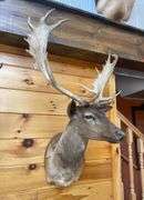 SCI Gold Chocolate Fallow Deer Shoulder Mount- 4’ long & rack is approx. 24” wide
