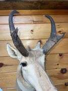 American Pronghorn Antelope Shoulder Mount- 38” long