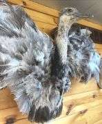 Texas Emu 4’ wide & 32” long Mount