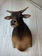 Banteng-Tembadau “Southeast Asia Wild Cattle” Shoulder Mount