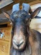 Catalina Goat Shoulder Mount- 32” long