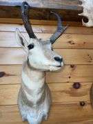 American Pronghorn Antelope Shoulder Mount- 38” long
