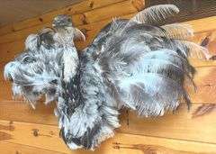 Texas Emu 4’ wide & 32” long Mount