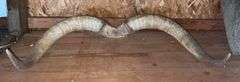 Texas Longhorn 41” Horns