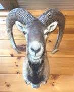 Corsican Sheep- 30” long