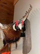 Ring Necked "In Flight" Pheasant Mount
