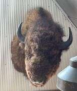 American Bison "Buffalo" Shoulder Mount