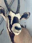 Gemsbok- South African Oryx Shoulder Mount