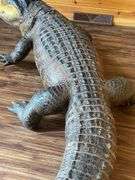 Floridian 11’ 9” long from tip to tip American Alligator