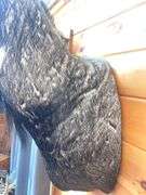 Exotic Asian Nilgai "Blue Bull" Shoulder Mount- 4’ long