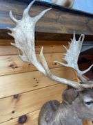 SCI Gold Chocolate Fallow Deer Shoulder Mount- 4’ long & rack is approx. 24” wide